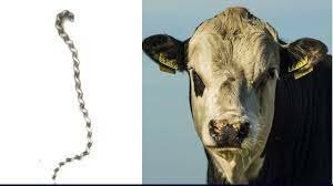 1995 Leptospirosis bovina,