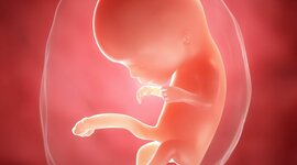 Timeline: Fenómenos de la fecundación hasta la semana 8