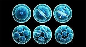 Biorreactor para el cultivo de células madre humanas