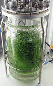 Biorreactor de algas y biocombustibles