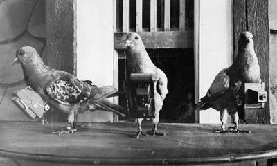 Palomas mensajeras