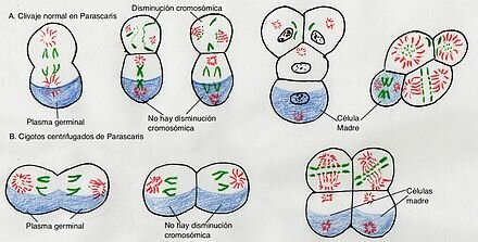 Las células sexuales