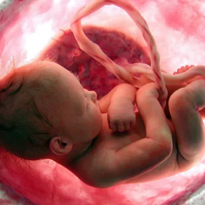 Timeline: Desarrollo Prenatal