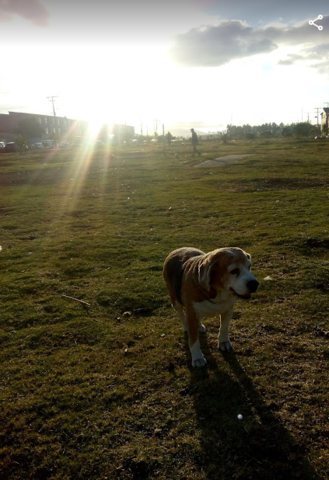 Fallece una de mis perritas:(