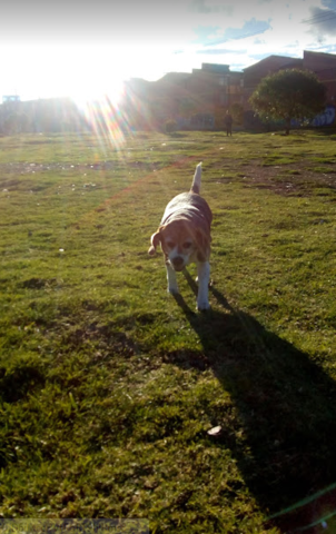 Fallecimiento de mi segunda perrita