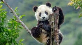 Timeline: Panda Conservation