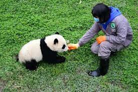 What is being done to protect the pandas.