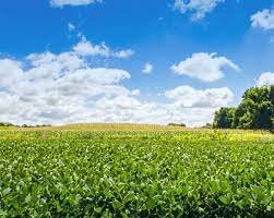 Sectores predominantes en la actividad económica