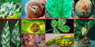 Historia del Estudio de la Fitopatología Agrícola