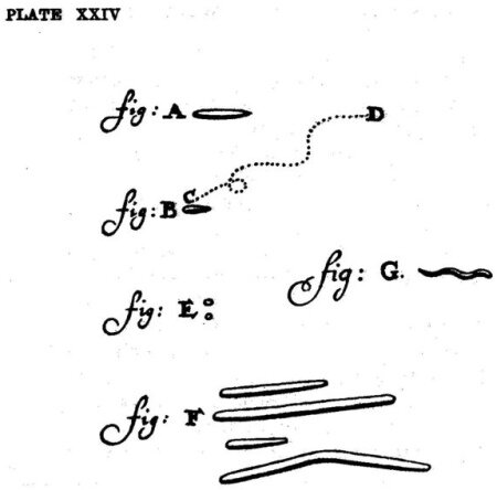 Anton Van Leeuwenhoek el primero en observar y describir las bacterias, "animáculos"