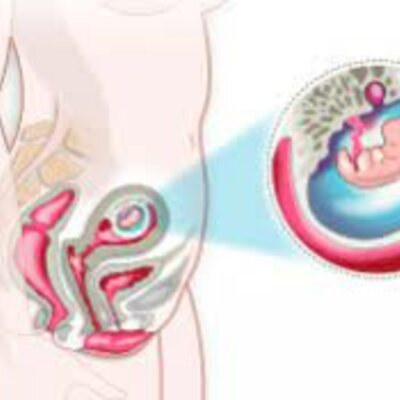 Timeline: Desarrollo prenatal