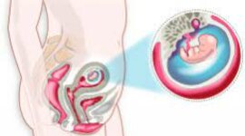 Timeline: Desarrollo prenatal