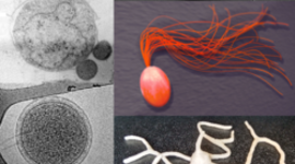 Timeline: Historia de los conceptos de causa y enfermedad: paralelismo entre la medicina y la fitopatología