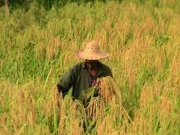 Tierras De La Comunidad Negra