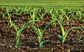 Servicio de Conservación deTierras