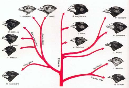 Pensamiento evolucionista