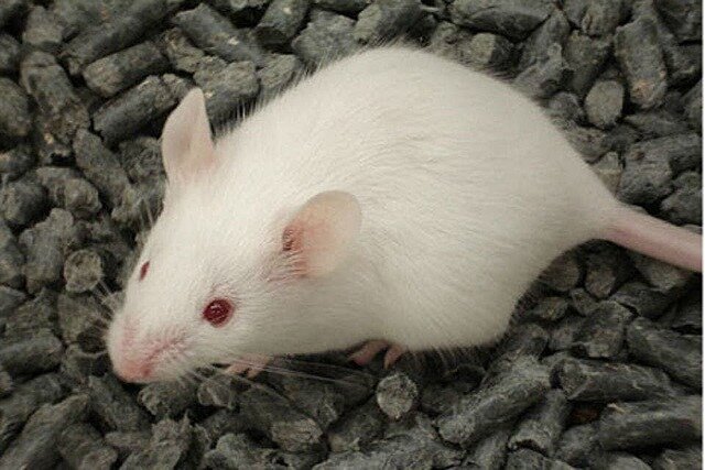 Súper ratón