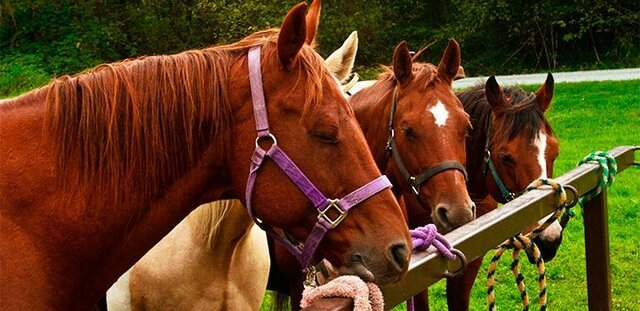 Domesticación delCaballo