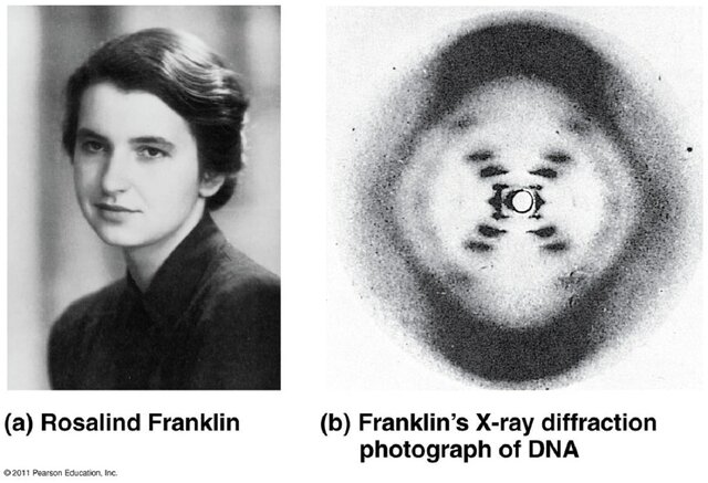James Watson, Rosalind Franklin, Francis Crick y Maurice Wilkins desarrollan el modelo de la doble hélice del ADN