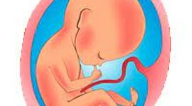 Timeline: DESARROLLO PRENATAL