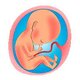 Desarrollo prenatal
