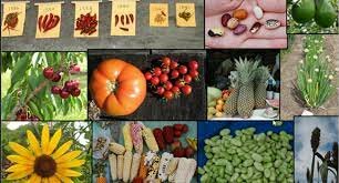 Crop Genetics and Pest Management