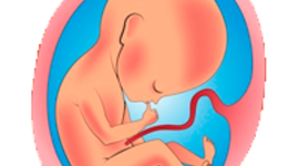 Timeline: DESARROLLO PRENATAL