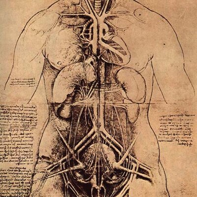 Timeline: Anatomia