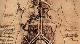 Timeline: Anatomia