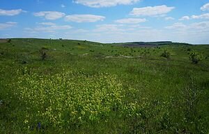 То́втровий степ