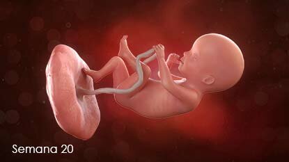 SEMANA 20