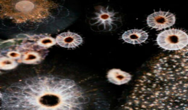 CREACIÓN DE VIDA MICROSCOPICA 3700 millones de años