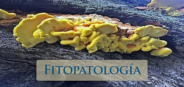 LA TRIADA DE ENFERMEDAD EN LA FITOPATOLOGÍA