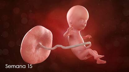 SEMANA 15
