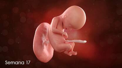 SEMANA 17