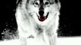 Timeline: April Bostic Moments in Time