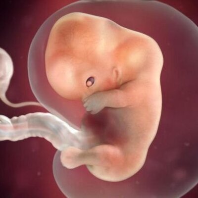 Timeline: DESARROLLO PRENATAL