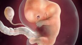 Timeline: DESARROLLO PRENATAL