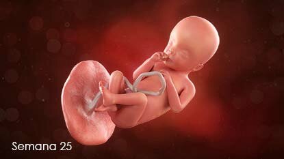 SEMANA 25