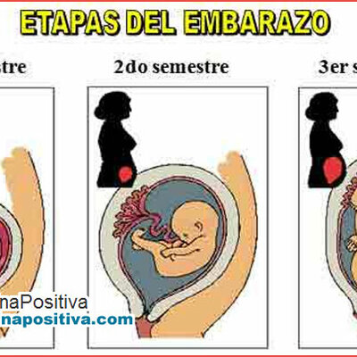 Timeline: DESARROLLO PRENATAL