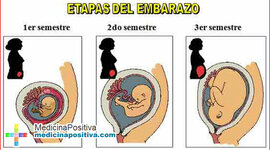 Timeline: DESARROLLO PRENATAL