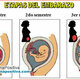 Etapas del embarazo