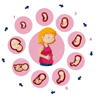 Timeline: Desarrollo Pre-natal