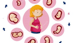 Timeline: Desarrollo Pre-natal