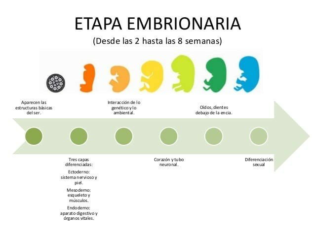 Etapa Embrionaria