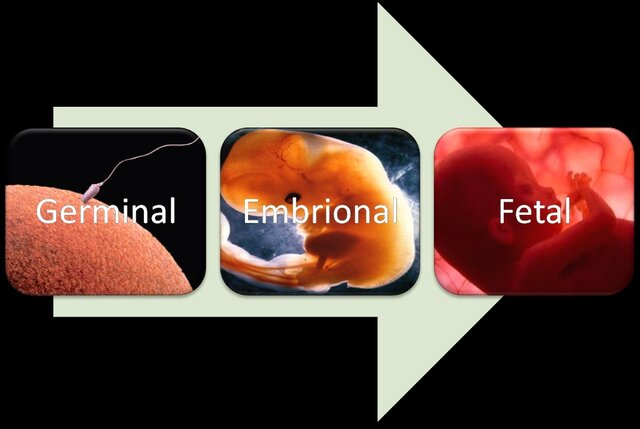 Fases de la etapa prenatal