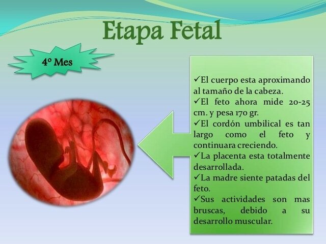 Etapa Fetal