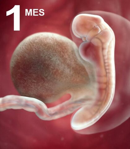 Desarrollo Mes a Mes