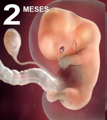 Desarrollo Mes a Mes