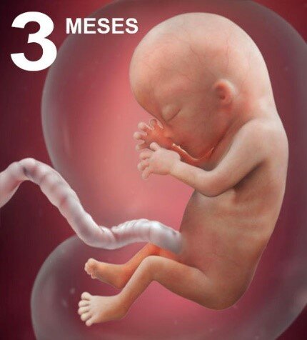 Desarrollo Mes a Mes